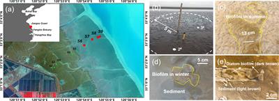 Biophysical contexture of coastal biofilm-sediments varies heterogeneously and seasonally at the centimeter scale across the bed-water interface